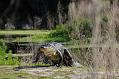 Gator on Trail